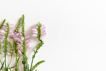 Fototapeta na wymiar Wildflowers on a white background with copy space