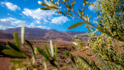 Olivier des montagnes