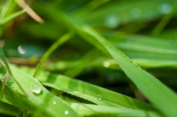 Drops of water on the green grass after rain, macro