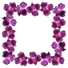 Fototapeta na wymiar Beautiful floral pattern of purple Alstroemeria. Isolated
