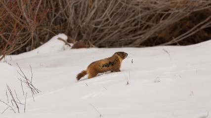 A ground hog or yellow bellied marmot makes his way uphill through the wind and snow.