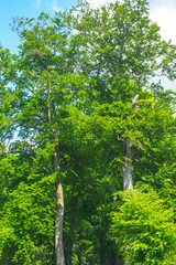 Fototapeta premium Park in Gelderland, the Netherland