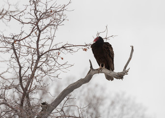 A turkey vulture sits in a classic pose on a branch of a winter bare tree with a cold grey sky in the background.