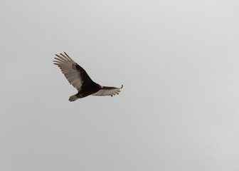 A turkey buzzard glides through a cold cloudy sky with the tip of it's wing feathers curled up in a classic pose.