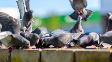 Fototapeta premium Pigeons A flock of pigeons in the town square in summer close-up.