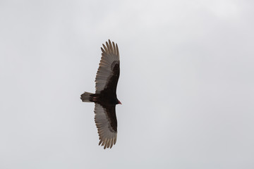 A turkey buzzard glides overhead on outstretched wings in a cold cloudy sky.