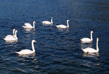 Majestätisch - Schwäne schwimmen in Formation