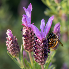 Bee collecting pollen from French Lavender, Macro