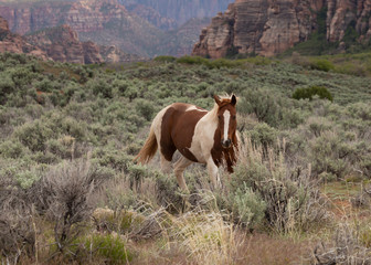 A brown and white pinto horse turns towards the camera as it walks through a field of sagebrush in the American southwest desert.