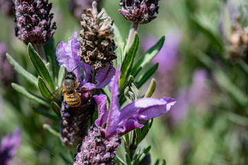 Bee collecting pollen from French Lavender, Macro