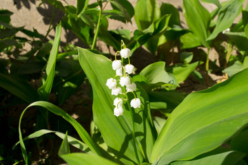 lily of the valley in the garden