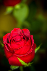 Beautiful Red Rose flower. Nature. close up, selective focus