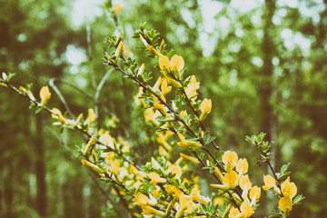 Yellow flower of hairy greenweed. genista pilosa. Genista pilosa, commonly known as hairy...
