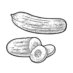 Fresh green cucumbers - whole, half, slices. Vector vintage engraving