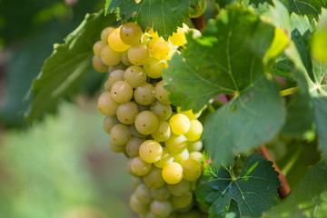 Croatia, Istria, Close-up of white grapes