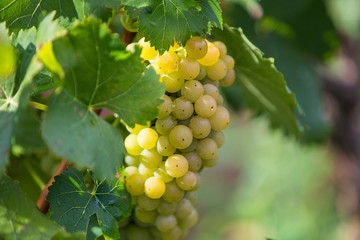 Croatia, Istria, Close-up of white grapes