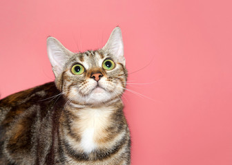 Portrait of a black, brown and white tabby cat looking straight up above viewer with wide eyes. Attentive tracking expression. Pink background with copy space.