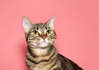 Fototapeta na wymiar Portrait of a black and brown tabby cat looking up to viewers left with calm inquisitive curious expression. Pink background with copy space.