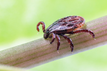 A dangerous parasite and a carrier of mite infection on a branch