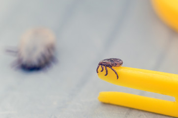 Mite crawling on a yellow tweezers for removing ticks
