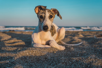 greyhound puppy