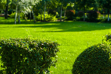 early summer landscape, old Park, trees, bushes, green grass, bright green leaves