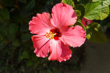 hibiscus rosa sinensis flower