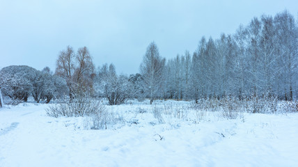 Winter's Tale, Lovely Winter Scenery, Winter Park in Snow, Whitened Spruce Branch with a Snowy Forest in the Background, Snow-Covered Trees in the City Park, Snowing, Winter Park Background