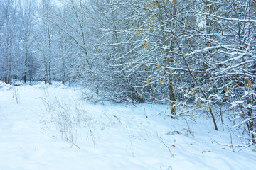 Winter's Tale, Lovely Winter Scenery, Winter Park in Snow, Whitened Spruce Branch with a Snowy Forest in the Background, Snow-Covered Trees in the City Park, Snowing, Winter Park Background