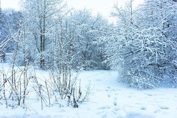 Winter's Tale, Lovely Winter Scenery, Winter Park in Snow, Whitened Spruce Branch with a Snowy Forest in the Background, Snow-Covered Trees in the City Park, Snowing, Winter Park Background