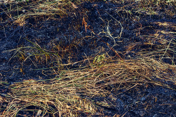 Fototapeta na wymiar Black spots and smoke from burnt dry grass are environmentally hazardous