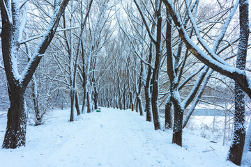 Winter's Tale, Lovely Winter Scenery, Winter Park in Snow, Whitened Spruce Branch with a Snowy Forest in the Background, Snow-Covered Trees in the City Park, Snowing, Winter Park Background