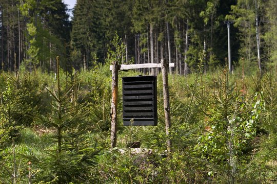Pheromone trap against ips typographus in the middle spruce forest.The European spruce bark beetle Ips typographus, is a species of beetle in the weevil subfamily Scolytinae, the bark beetles.