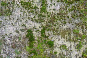 Alte mit grünem Moos bewachsene Steinmauer. Graue und grüne Strukturen aus Stein und Moos texturierte Wand. Verwitterte Wand mit Moos in Verschiedenen grüntönen.