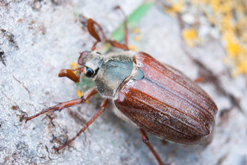 Cockchafer,  summer chafer. Macro