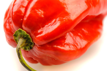 A scotch bonnet chili pepper