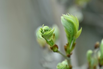 Feuilles de vignes au printemps