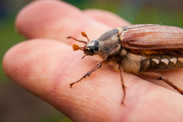 Naklejka premium Cockchafer, summer chafer. Macro