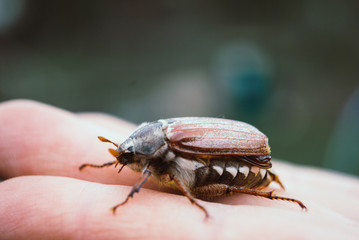 Cockchafer,  summer chafer. Macro
