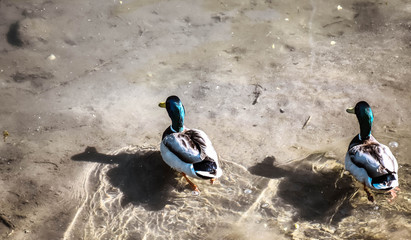 ducks on lake
