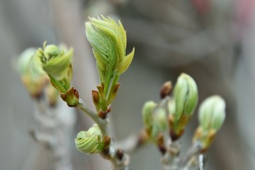 Feuilles de vignes au printemps