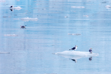 Sea Gulls on a glacier peaces, Pyramiden, Svalbard, Norway