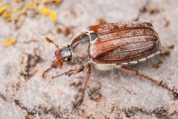 Cockchafer,  summer chafer. Macro