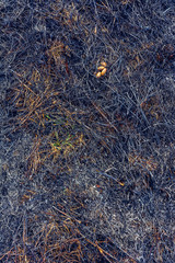 Consequences that leave fire after burning grass