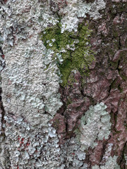 bark of a tree
