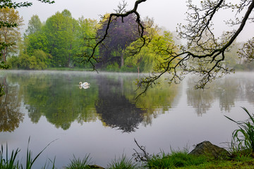  Schwan im Stadtpark Greiz