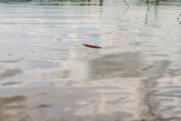 chilli paprika floating in river