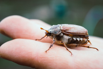 Cockchafer,  summer chafer. Macro