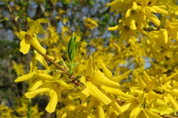 Beautiful forsythia flowers in the garden in spring, closeup