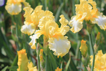 riot of spring flowering